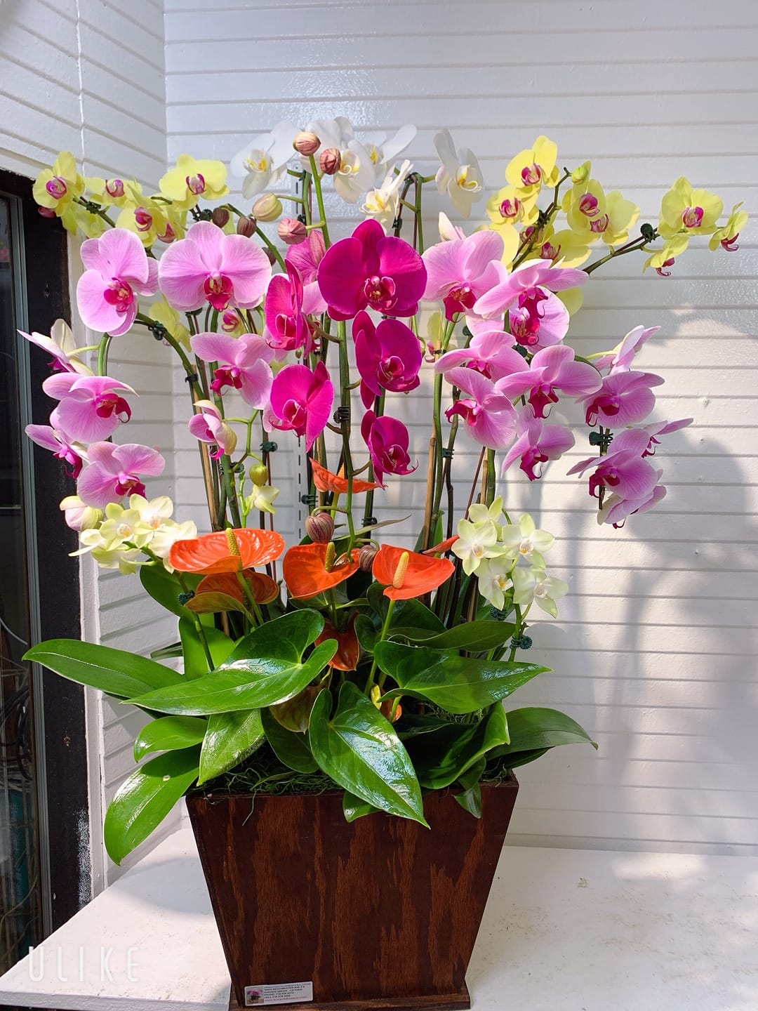 Orchid Arrangement 02 Kimanh Flowers