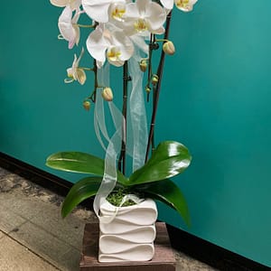 Orchid #02