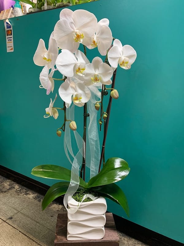Orchid #02