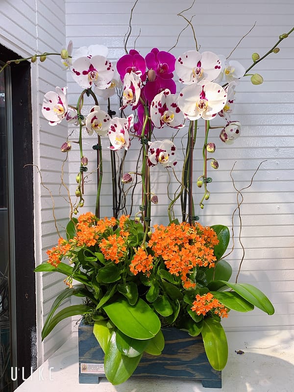 Orchid Arrangement 07 Kimanh Flowers