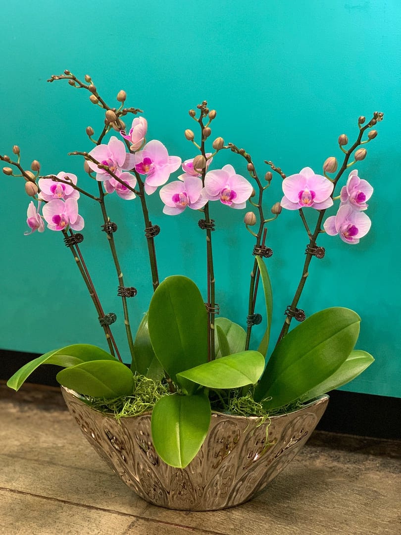 Orchid Arrangement #03