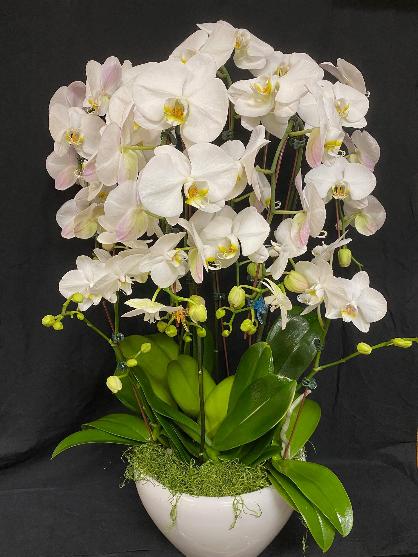 Orchid Arrangement 01 Kimanh Flowers