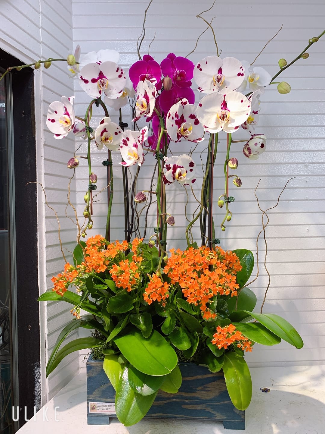 Orchid Arrangement 07 Kimanh Flowers